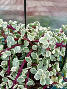 Portulacaria prostrata variegata hanging pot
