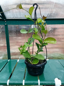 Hoya Australis hanging pot