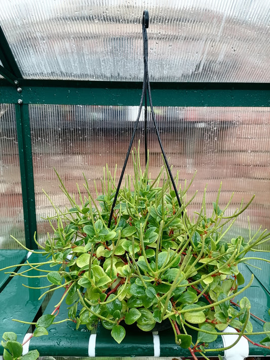 Peperomia Trifolia hanging pot