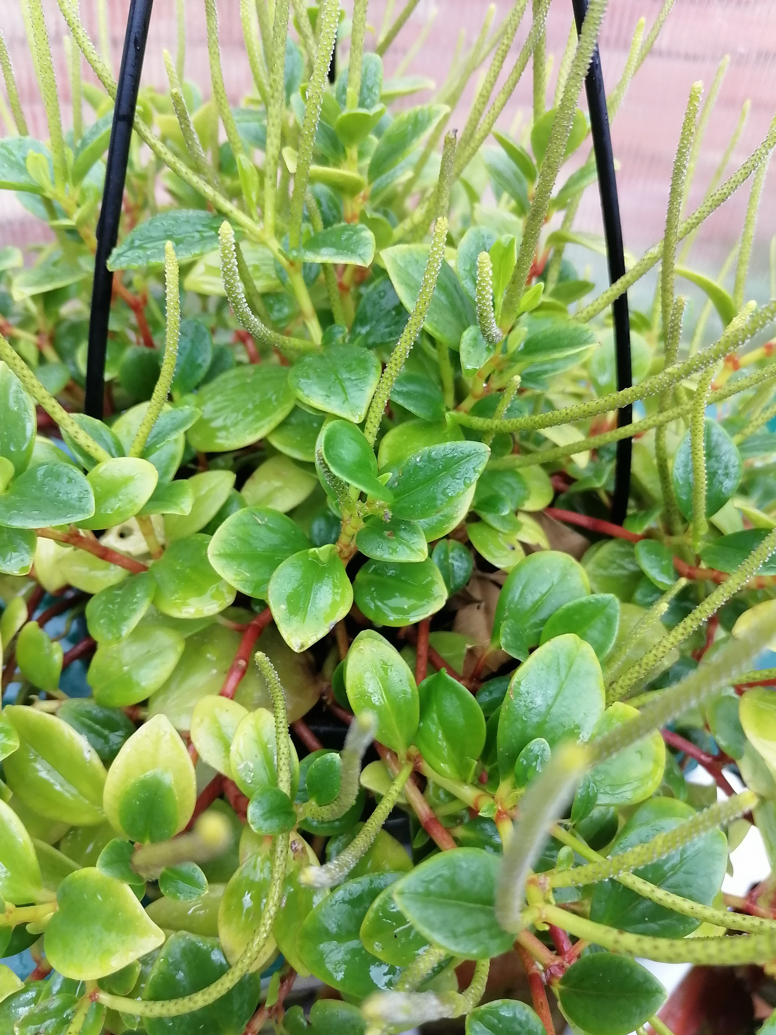 Peperomia Trifolia hanging pot