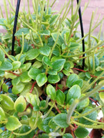 Load image into Gallery viewer, Peperomia Trifolia hanging pot
