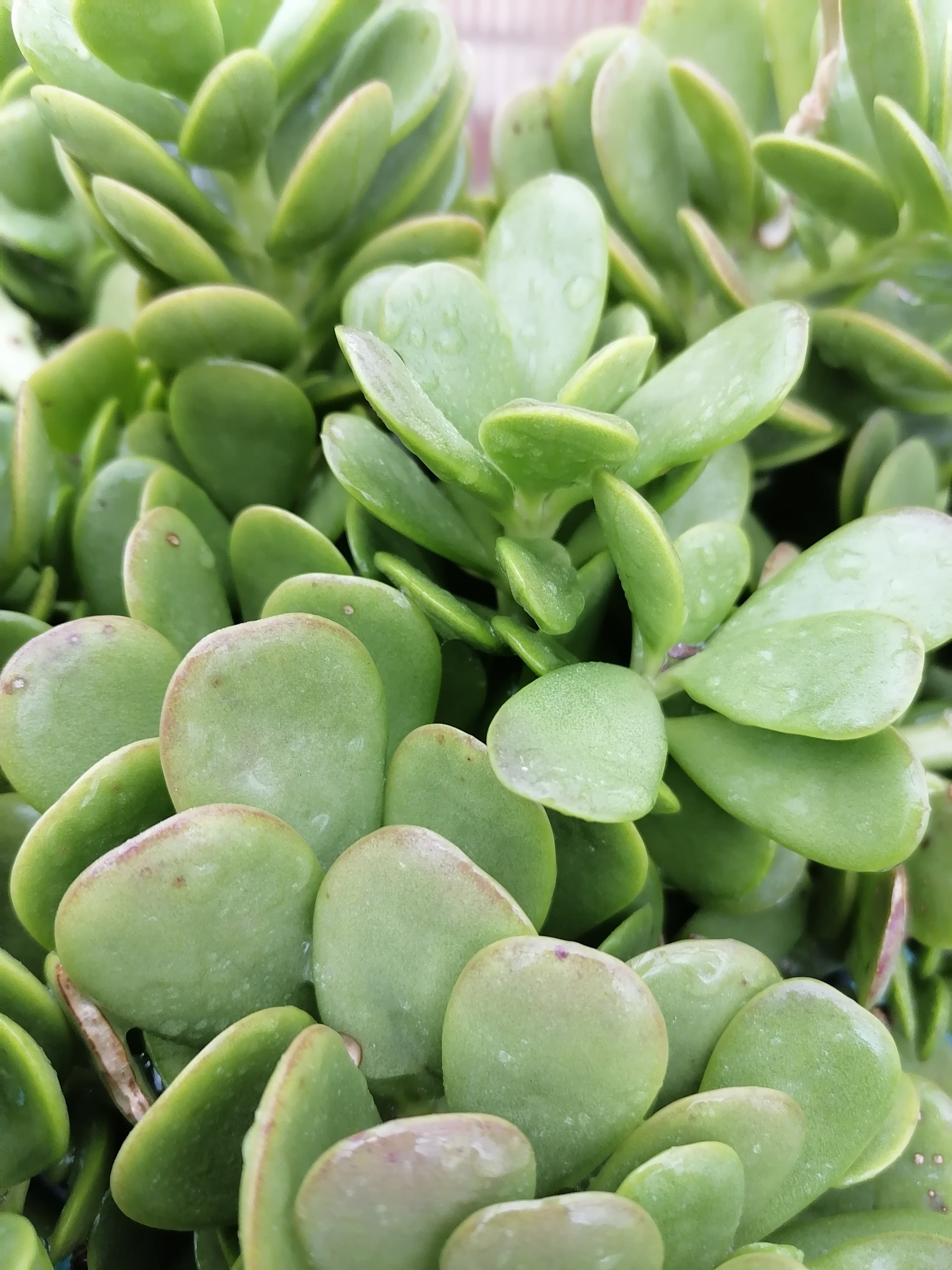 Senecio Jacobsenii South Africa
