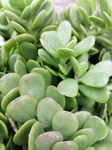 Senecio Jacobsenii hanging pot