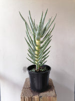 Load image into Gallery viewer, Aloe Kokerboom
