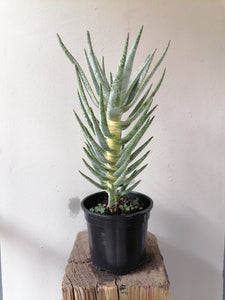 Aloe Kokerboom