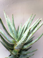 Load image into Gallery viewer, Aloe Kokerboom
