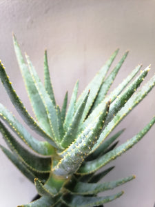 Aloe Kokerboom