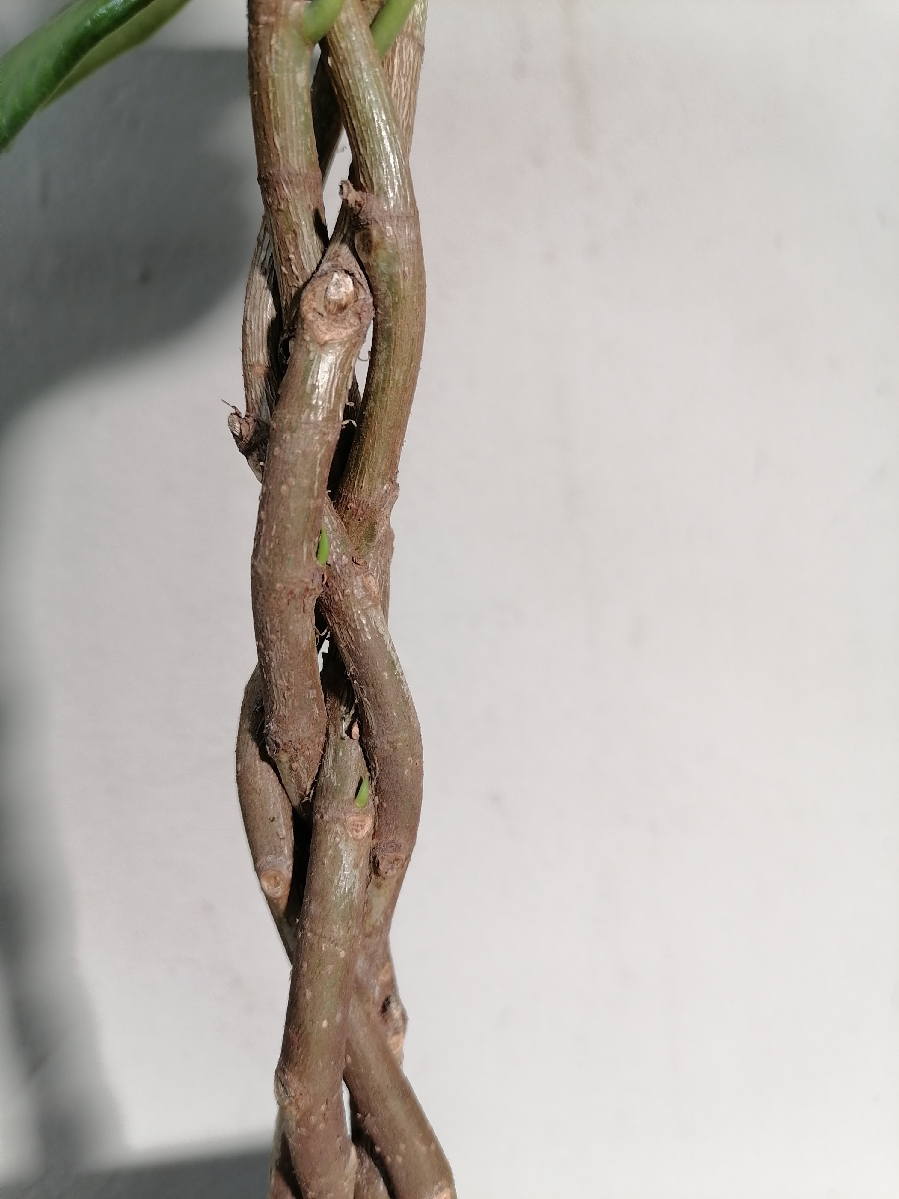 Ficus Benjamina braided