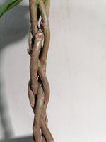 Load image into Gallery viewer, Ficus Benjamina braided
