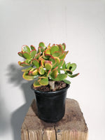 Load image into Gallery viewer, Crassula Ovata Sunset
