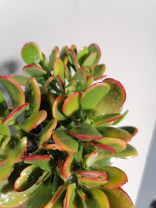 Crassula Ovata Sunset