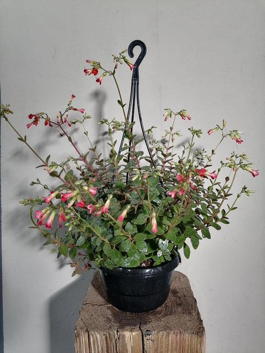 Kalanchoe Tessa hanging pot