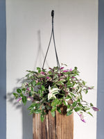 Load image into Gallery viewer, Tradescantia Tricolour hanging pot
