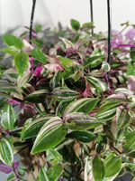 Load image into Gallery viewer, Tradescantia Tricolour hanging pot
