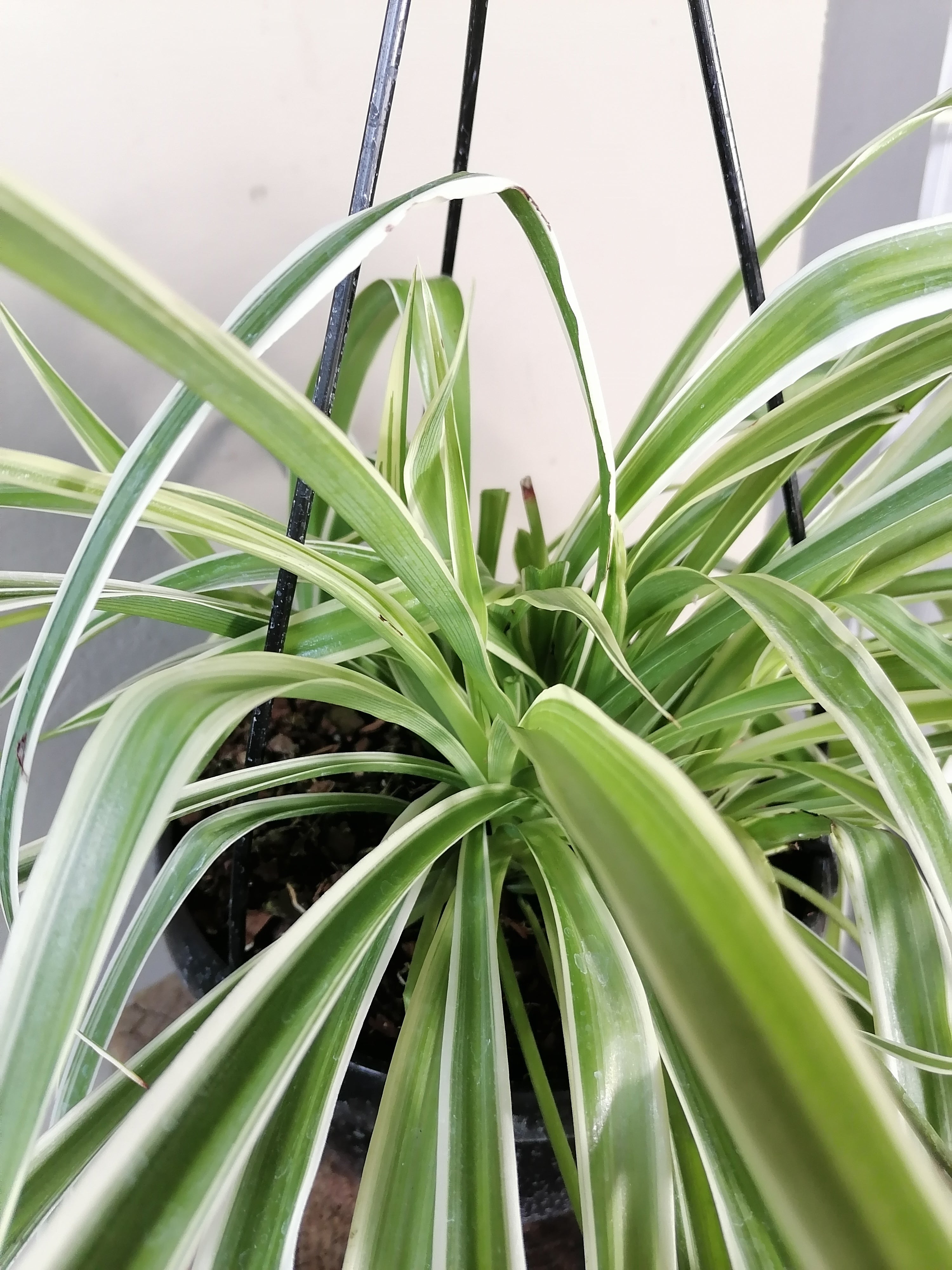 Spider Plant hanging pot
