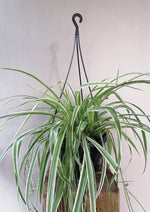 Load image into Gallery viewer, Spider Plant hanging pot
