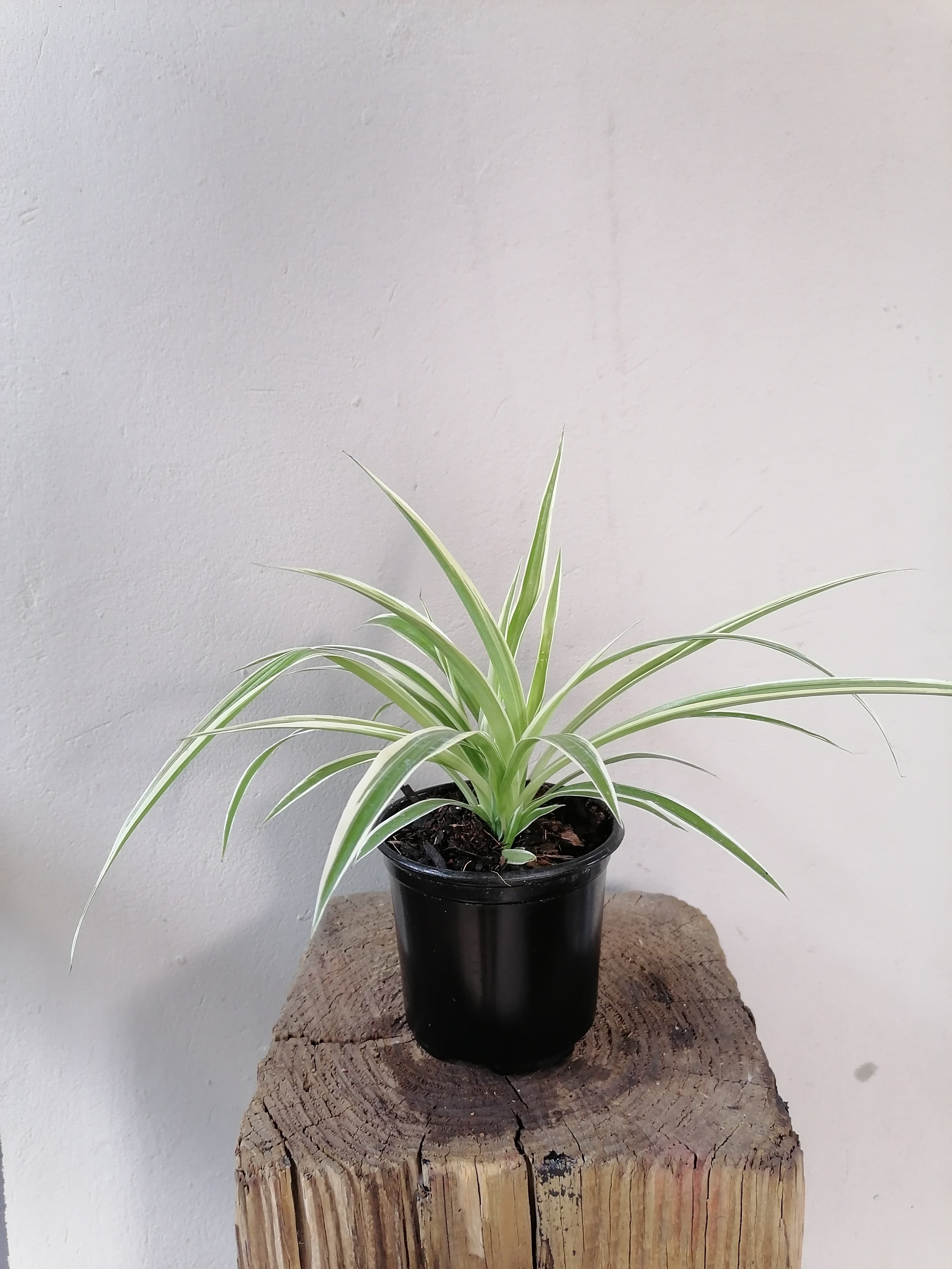 Spider Plant
