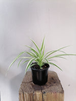 Load image into Gallery viewer, Spider Plant
