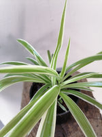 Load image into Gallery viewer, Spider Plant
