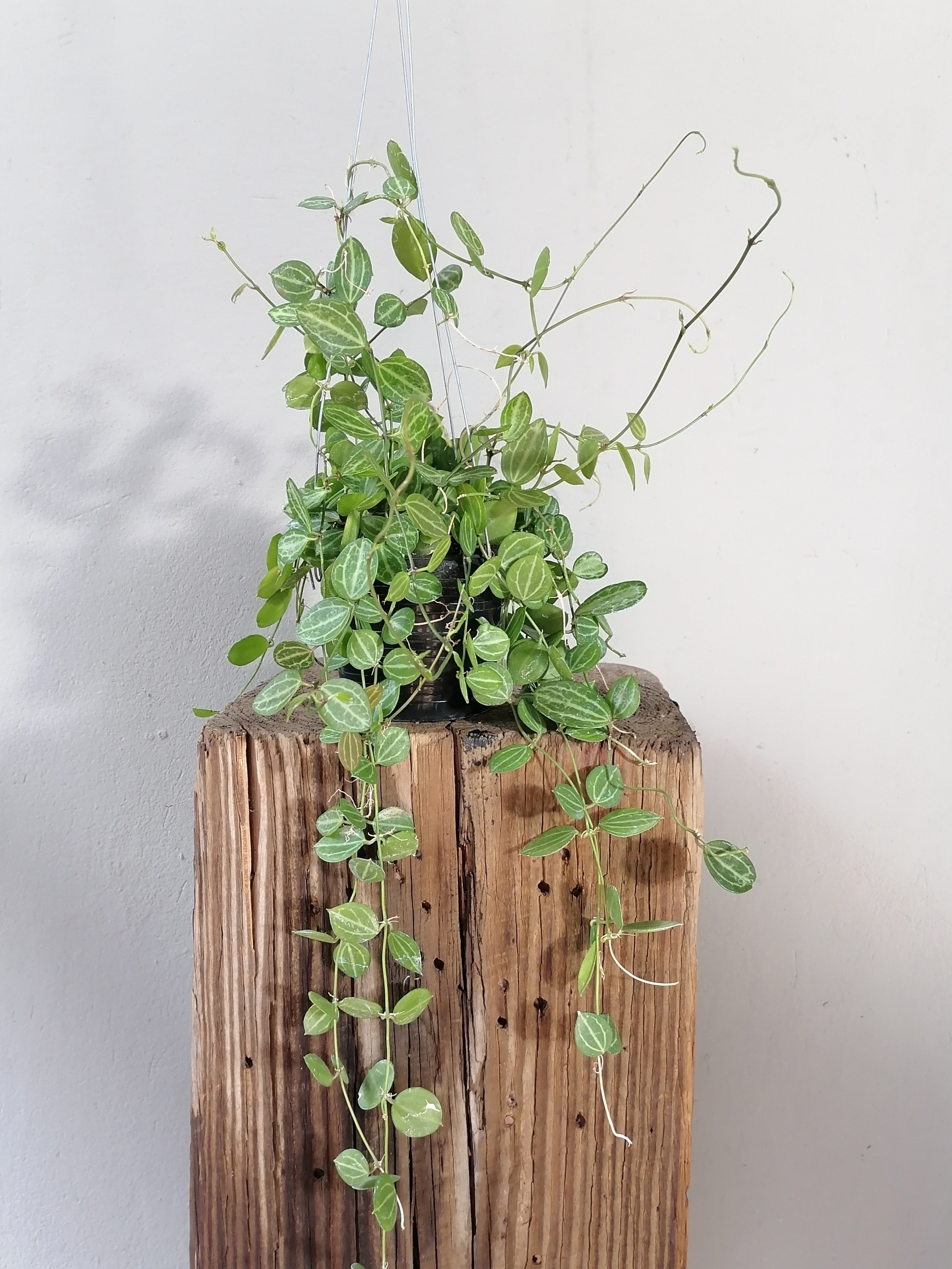 Dischidia Ovata