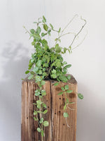Load image into Gallery viewer, Dischidia Ovata
