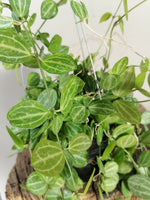 Load image into Gallery viewer, Dischidia Ovata
