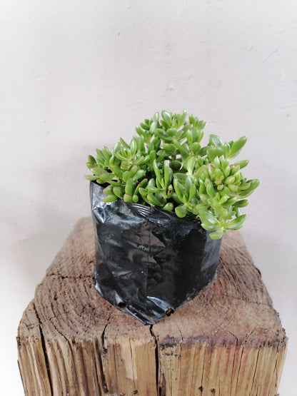 Crassula Red Carpet