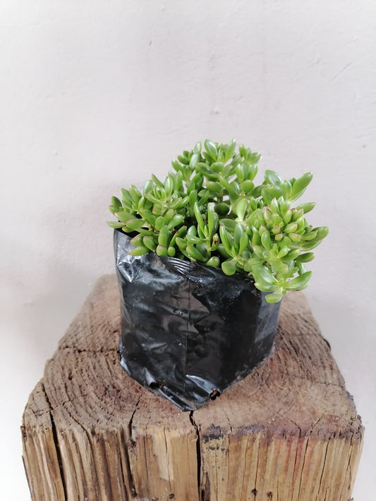 Crassula Red Carpet