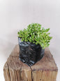 Crassula Red Carpet
