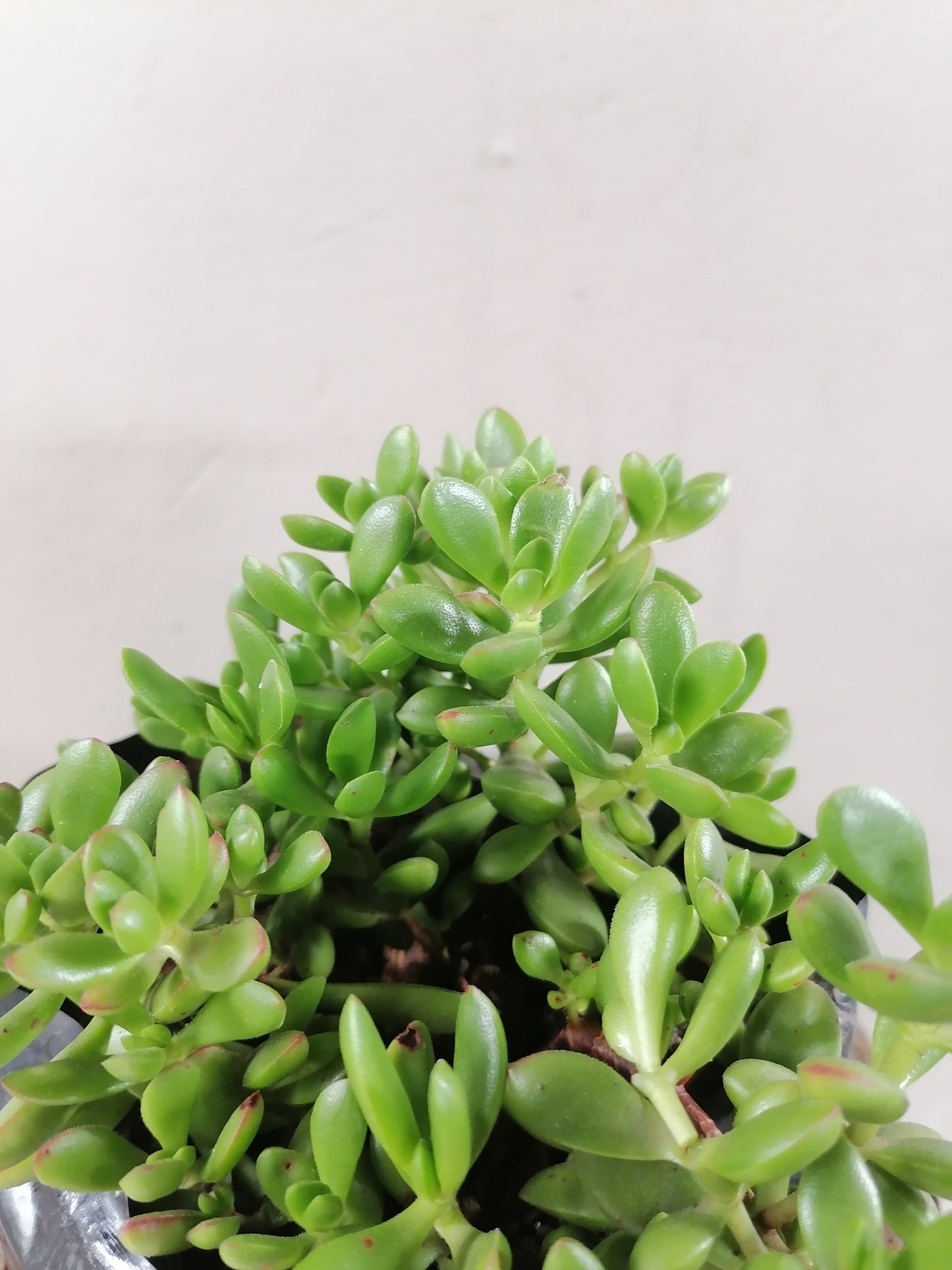 Crassula Red Carpet