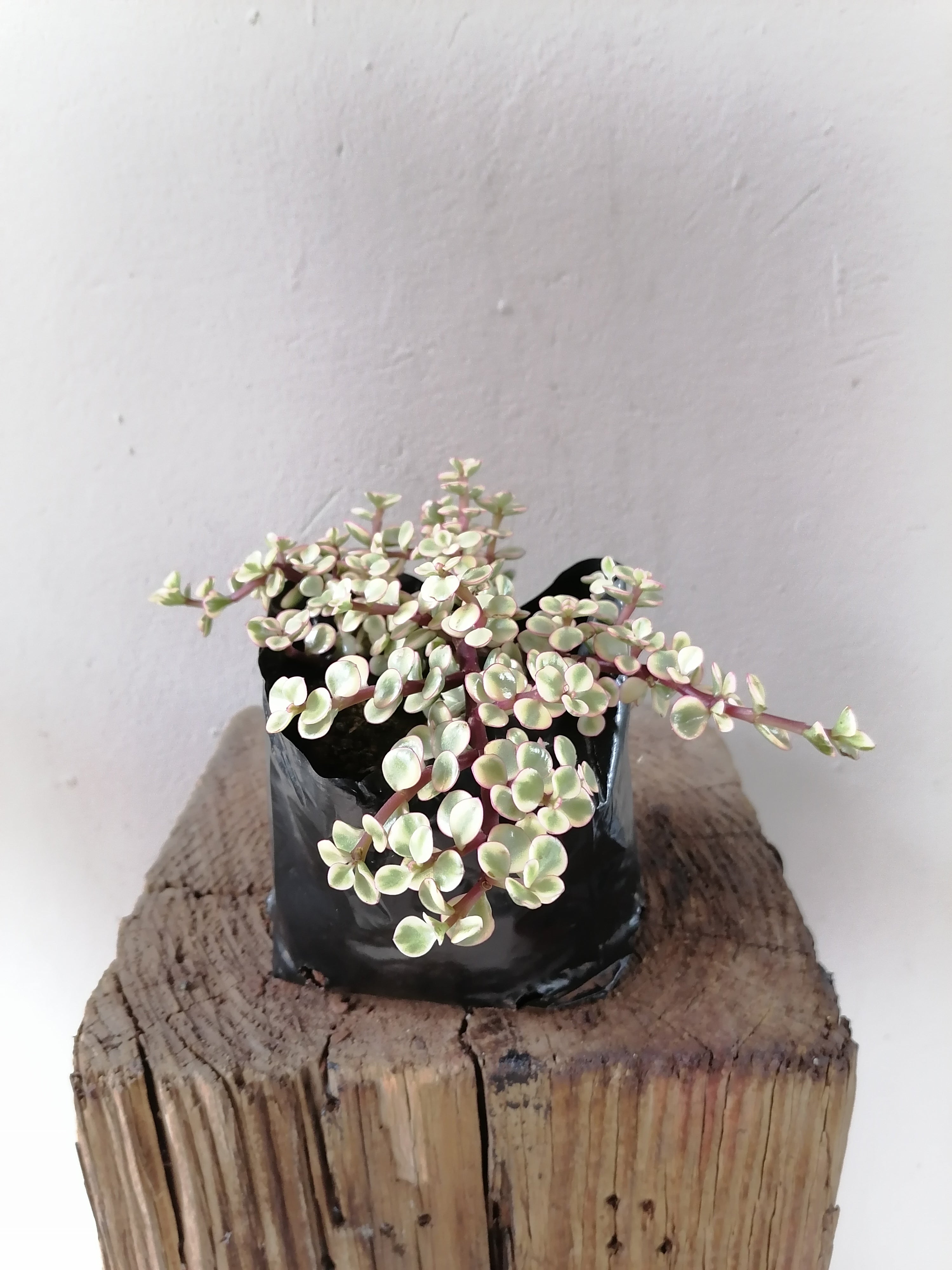 Portulacaria prostrata variegata
