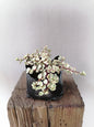 Portulacaria prostrata variegata