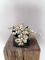Load image into Gallery viewer, Portulacaria prostrata variegata
