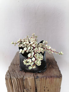 Portulacaria prostrata variegata