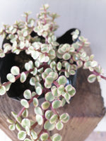 Load image into Gallery viewer, Portulacaria prostrata variegata
