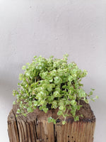 Load image into Gallery viewer, Crassula Pellucida
