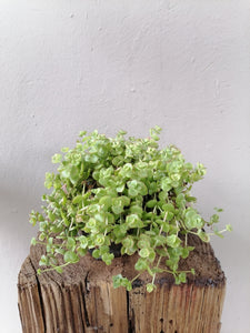 Crassula Pellucida