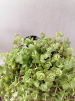 Load image into Gallery viewer, Crassula Pellucida
