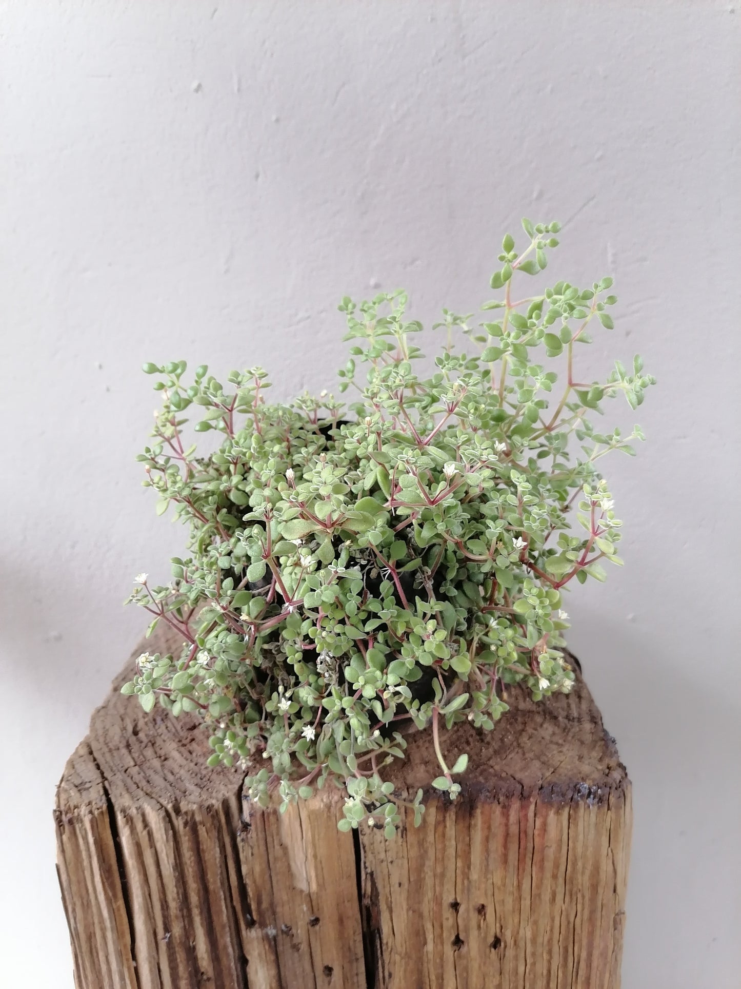 Crassula Fragilis