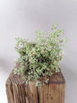Crassula Fragilis