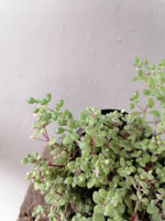 Load image into Gallery viewer, Crassula Fragilis
