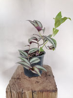 Load image into Gallery viewer, Tradescantia Fluminesis and Zebrina mix
