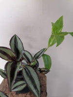 Load image into Gallery viewer, Tradescantia Fluminesis and Zebrina mix
