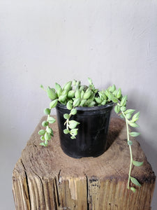 String of tears