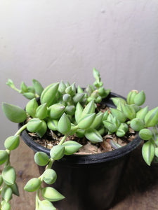 String of tears