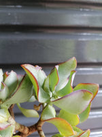 Load image into Gallery viewer, Crassula Ripple Jade
