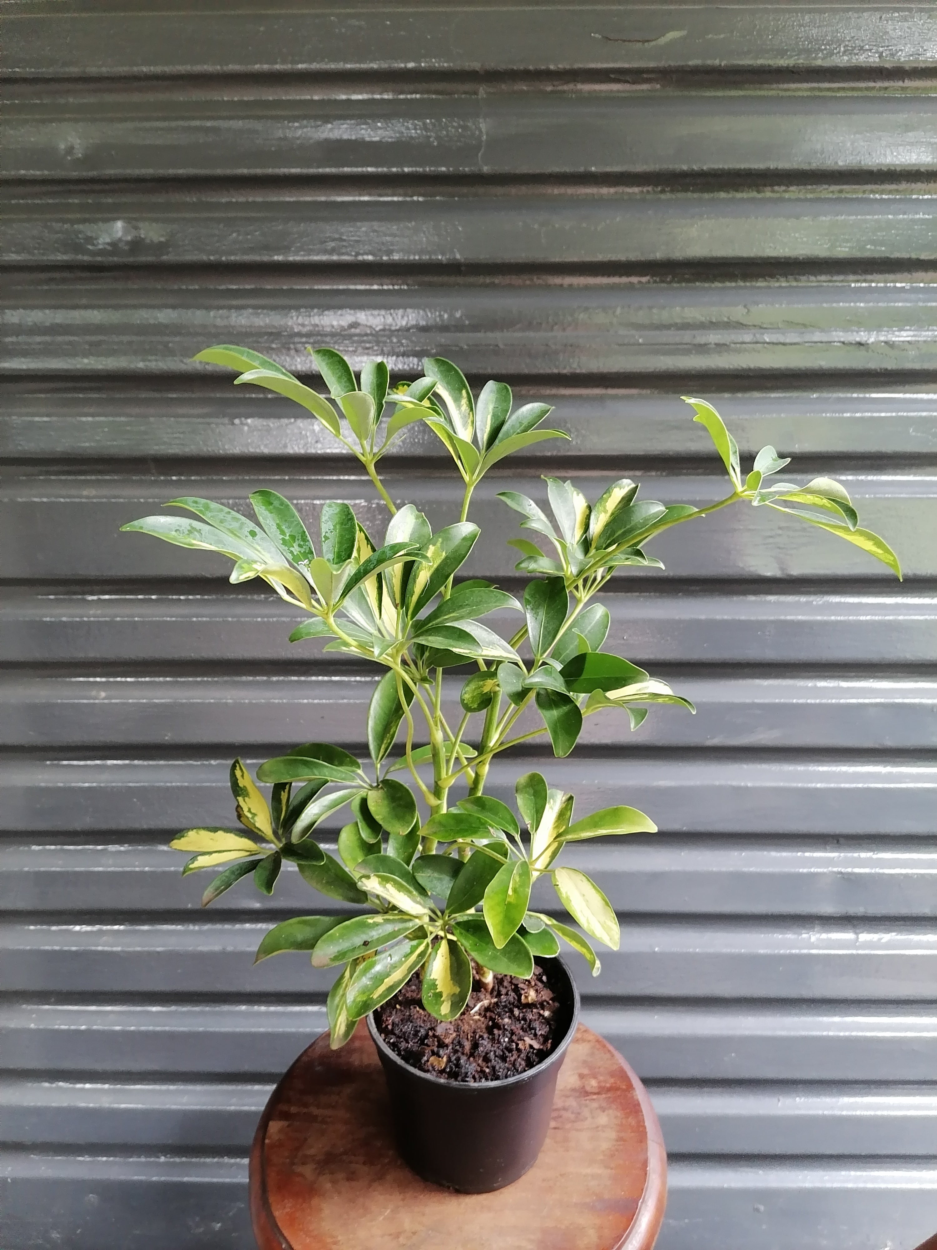 Umbrella Plant
