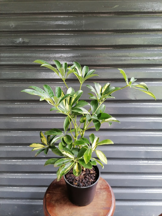 Umbrella Plant