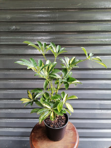 Umbrella Plant