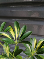 Load image into Gallery viewer, Umbrella Plant
